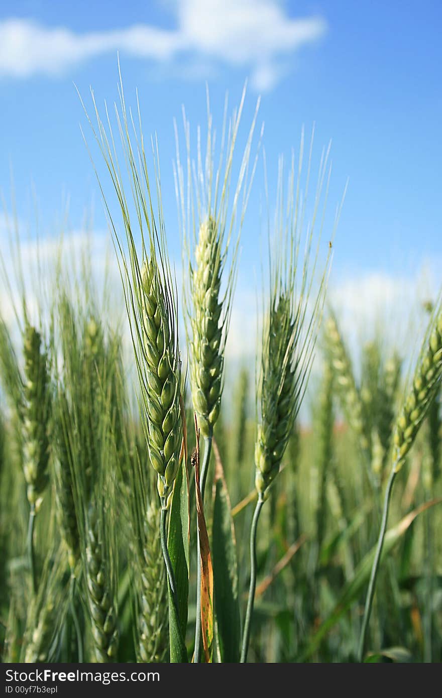 Field of wheat in sun weather. Field of wheat in sun weather