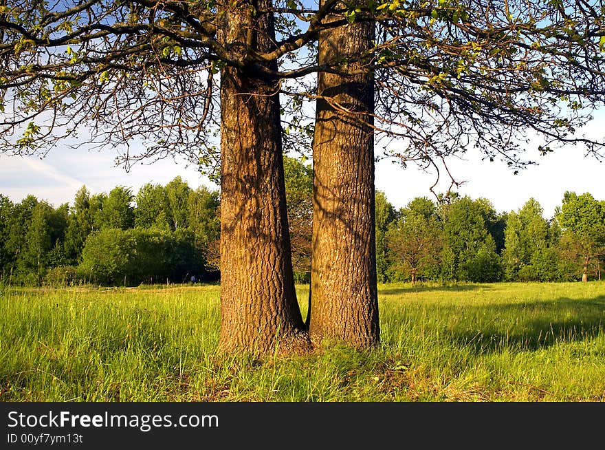 Two Oaks On The Meadow