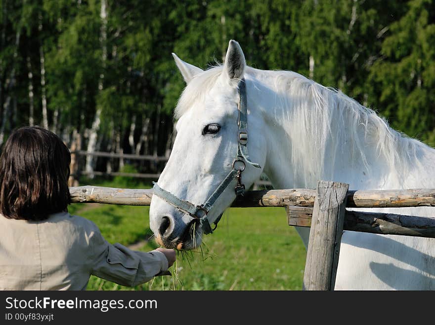 A girl is feeding a white horse. A girl is feeding a white horse