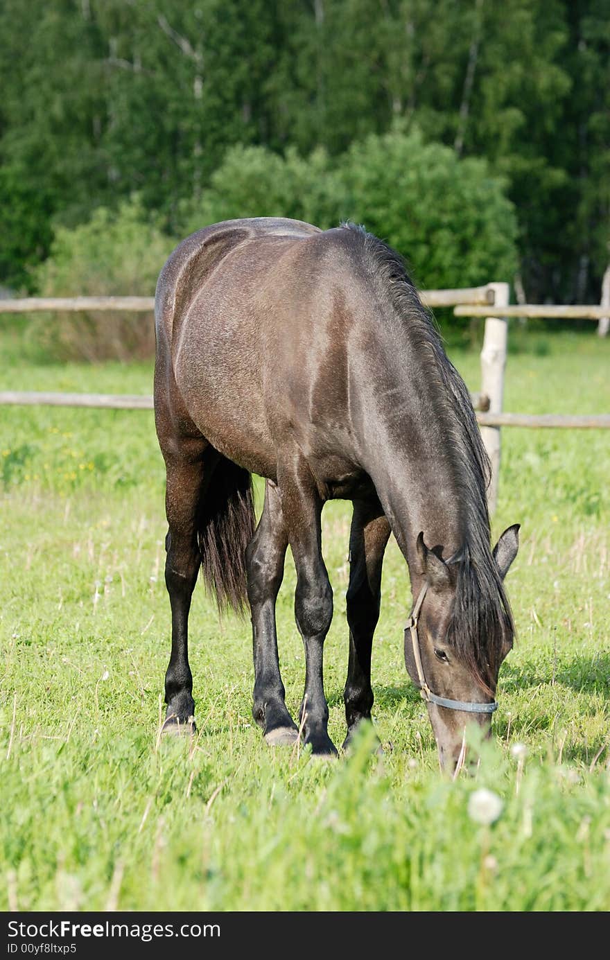 A chestnut horse eating grass in a pen