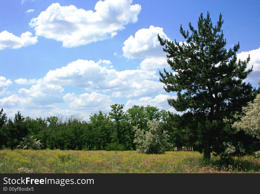 Pine-tree, forest, clouds, meadow, summer. Pine-tree, forest, clouds, meadow, summer