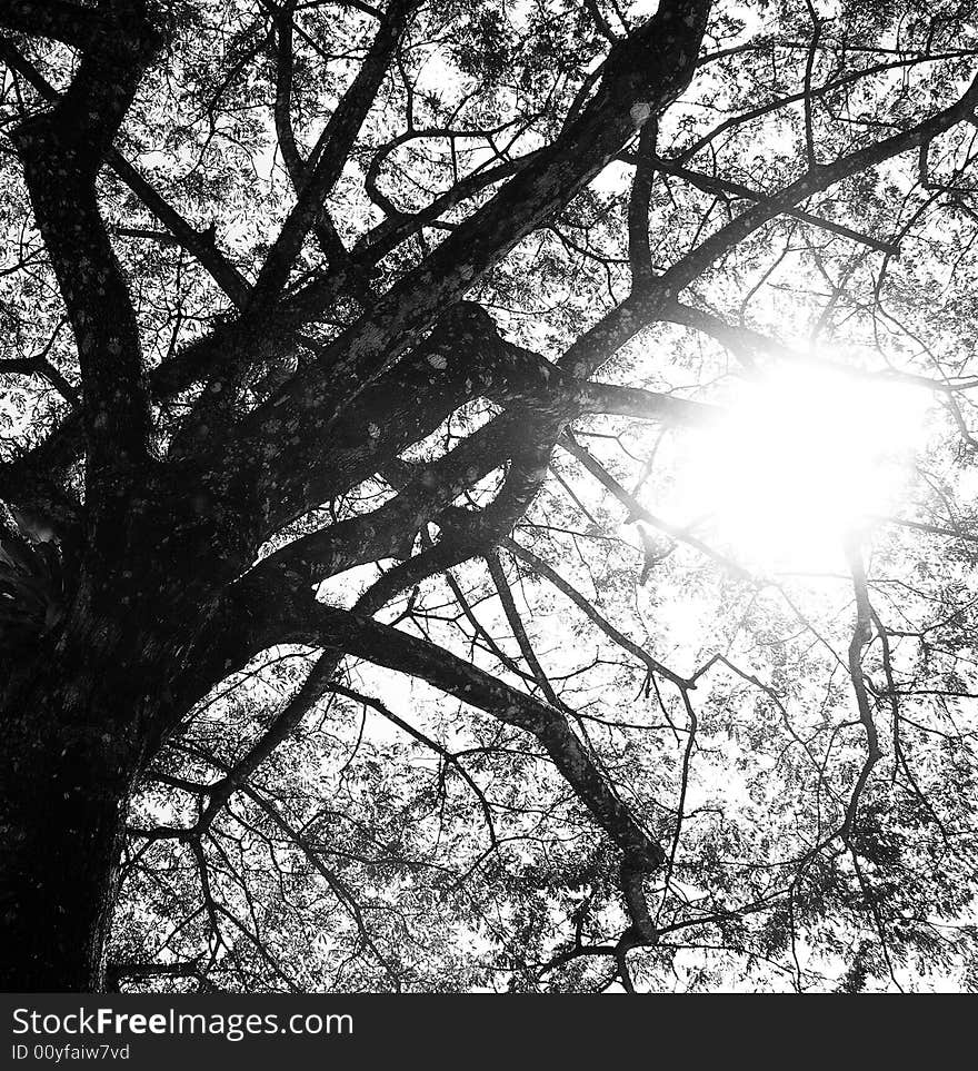 Tree under sunlight