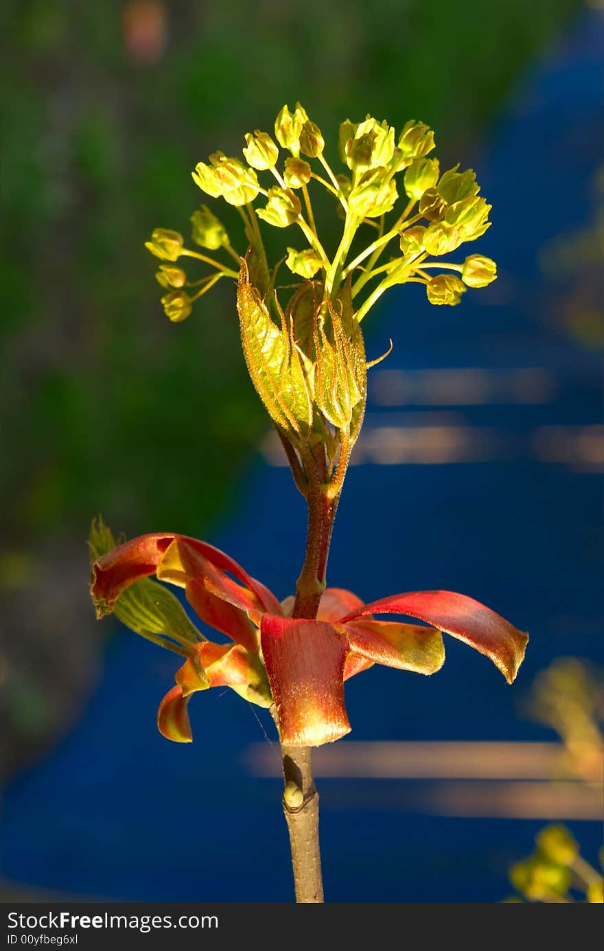 Young flower blossomed on a branch in springtime