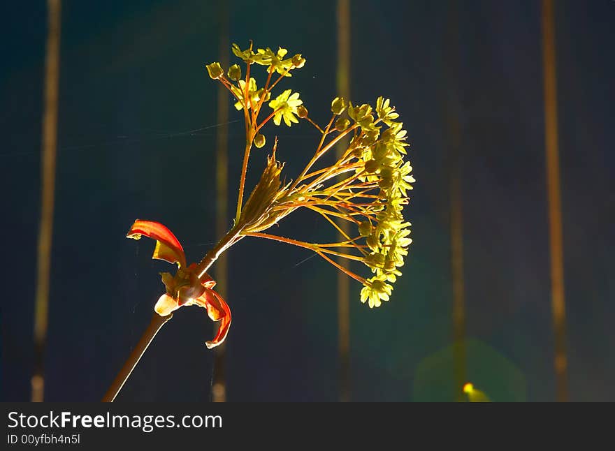 Young flower blossomed on a branch in springtime