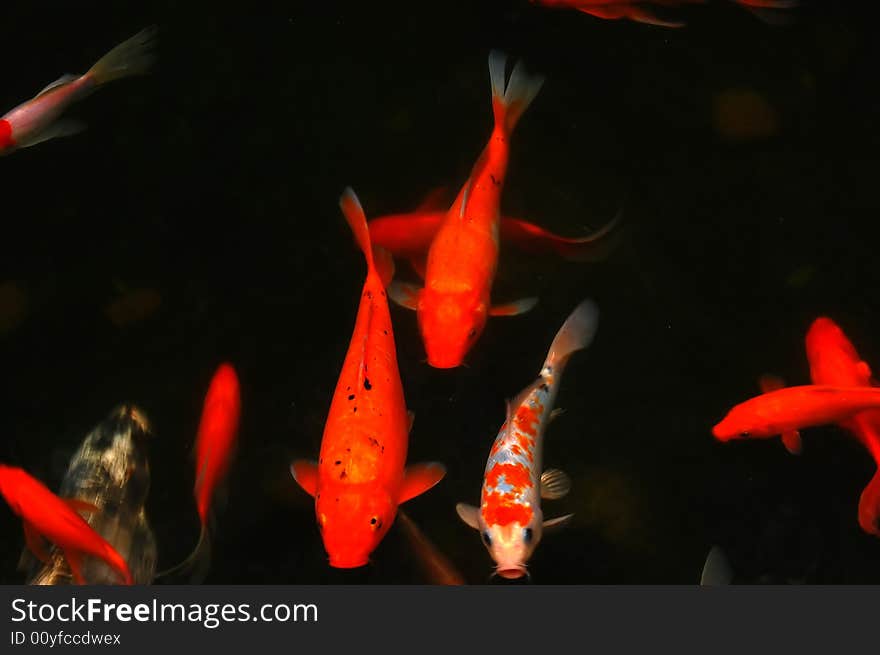 Colorful fish competing for food in the pool. Colorful fish competing for food in the pool