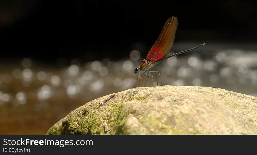 Dragonfly by insects ,Living in the river, grasping fresh insects living.