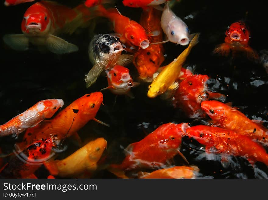 Colorful fish competing for food in the pool. Colorful fish competing for food in the pool