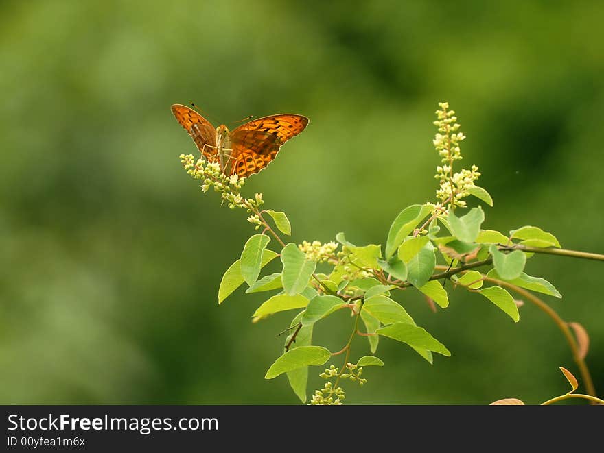 Butterfly absorption in the honey does not fully open flowers. Butterfly absorption in the honey does not fully open flowers.