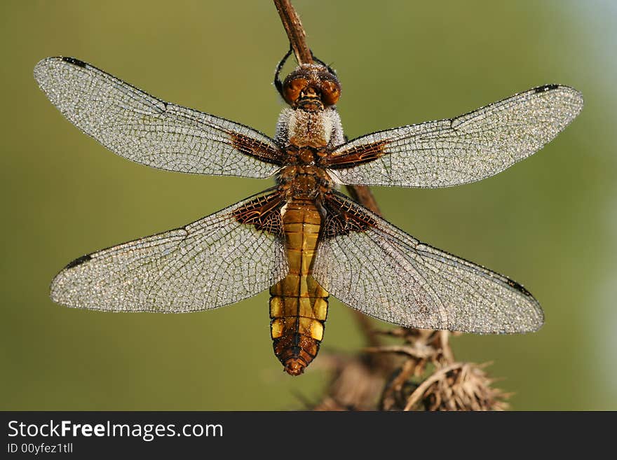 Close-up of dragonfly Libellula depressa with drops of dew