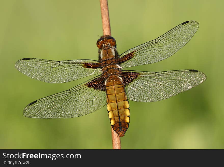 Close-up of dragonfly Libellula depressa