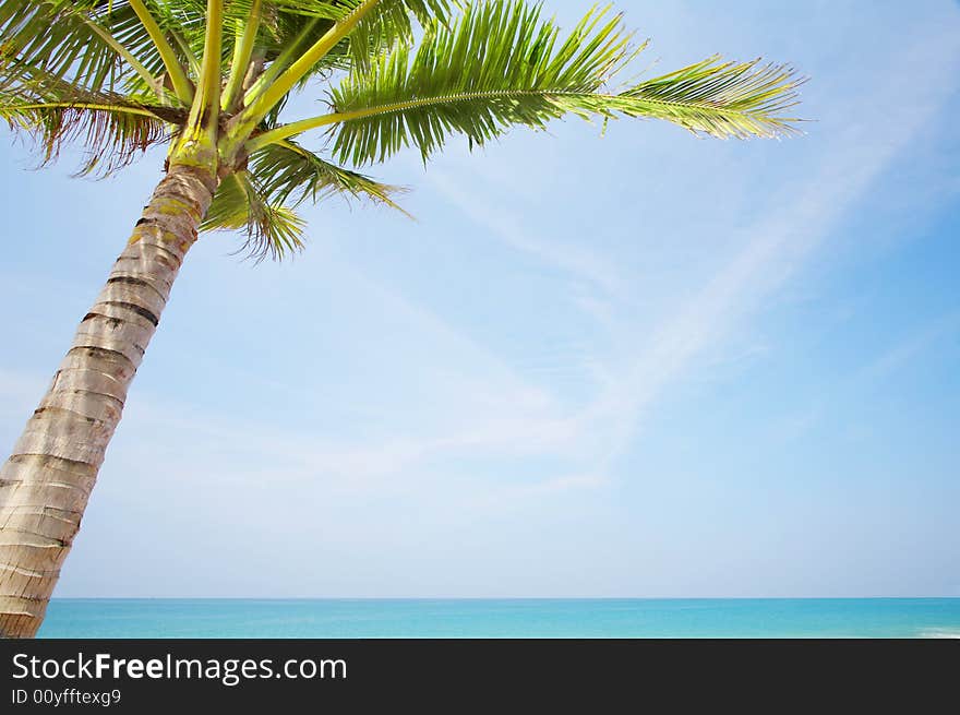 View of nice tropical empty sandy beach with some palm. View of nice tropical empty sandy beach with some palm