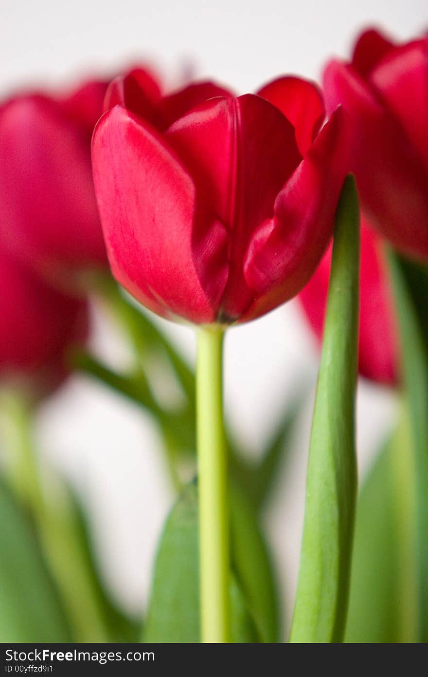 Vibrant crimson tulips on white