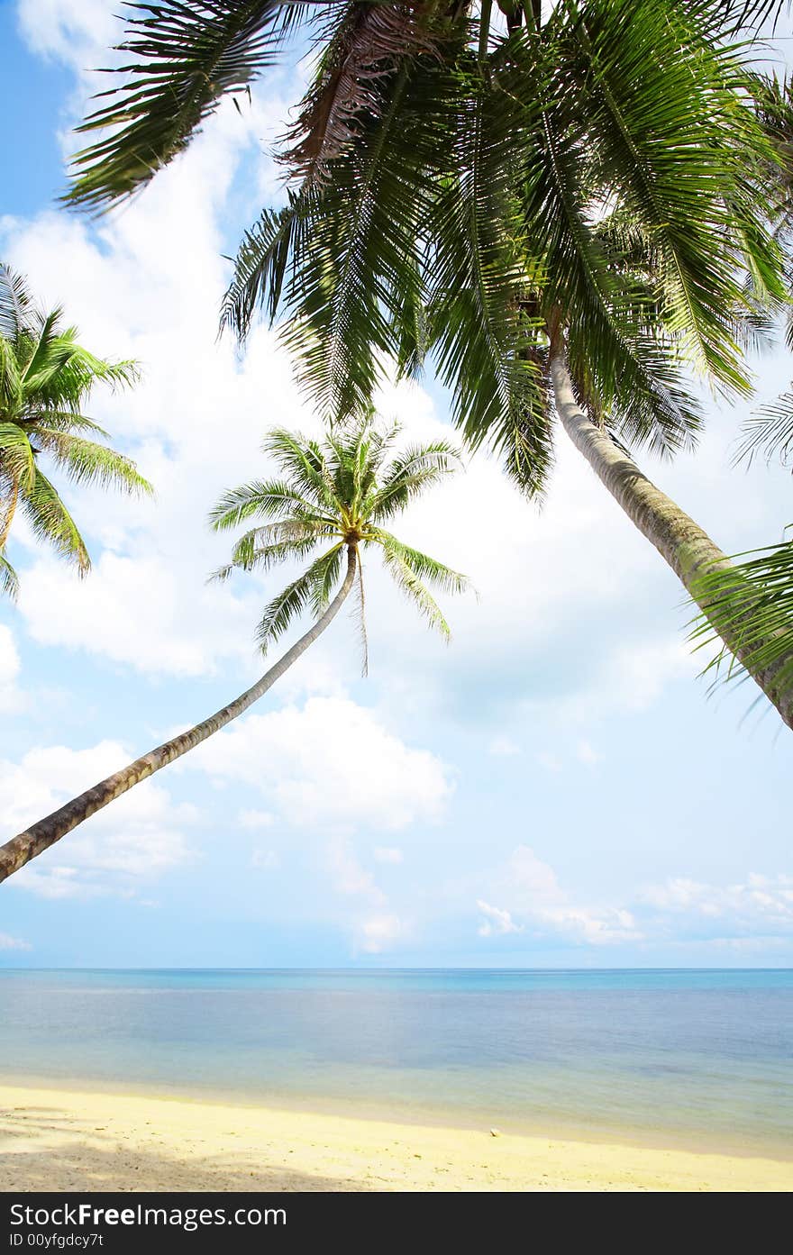 View of nice tropical empty sandy beach with some palm. View of nice tropical empty sandy beach with some palm