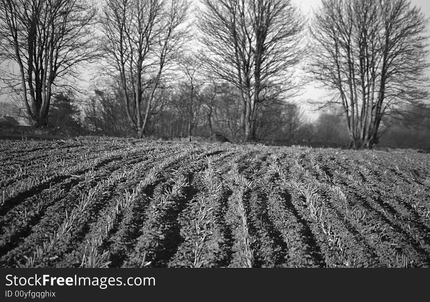 Stubble in field in Winter, Normandy, France, with trees in background. Stubble in field in Winter, Normandy, France, with trees in background