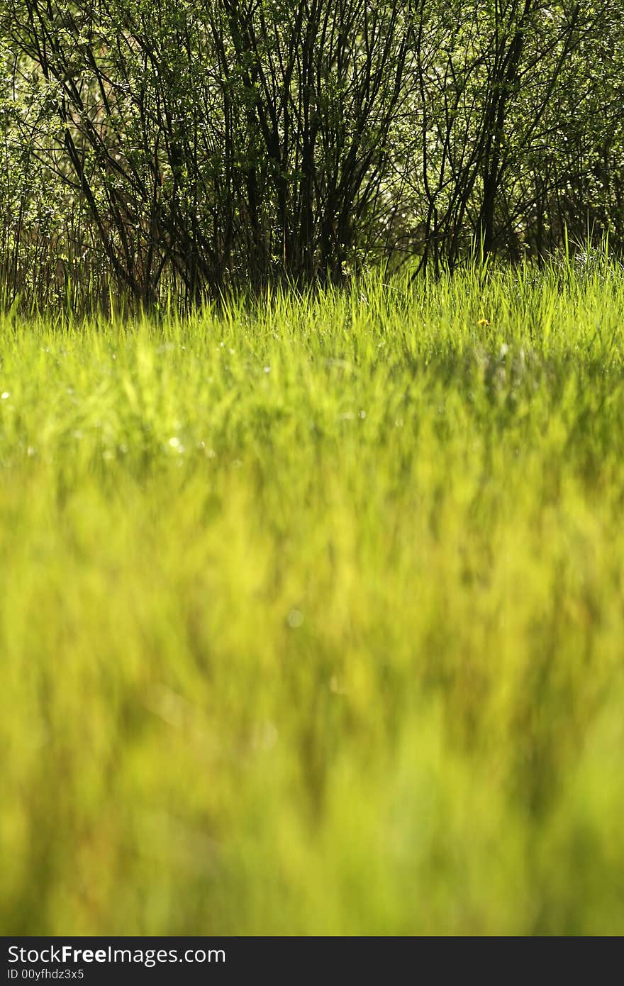 Meadow with shallow depth of field. Meadow with shallow depth of field