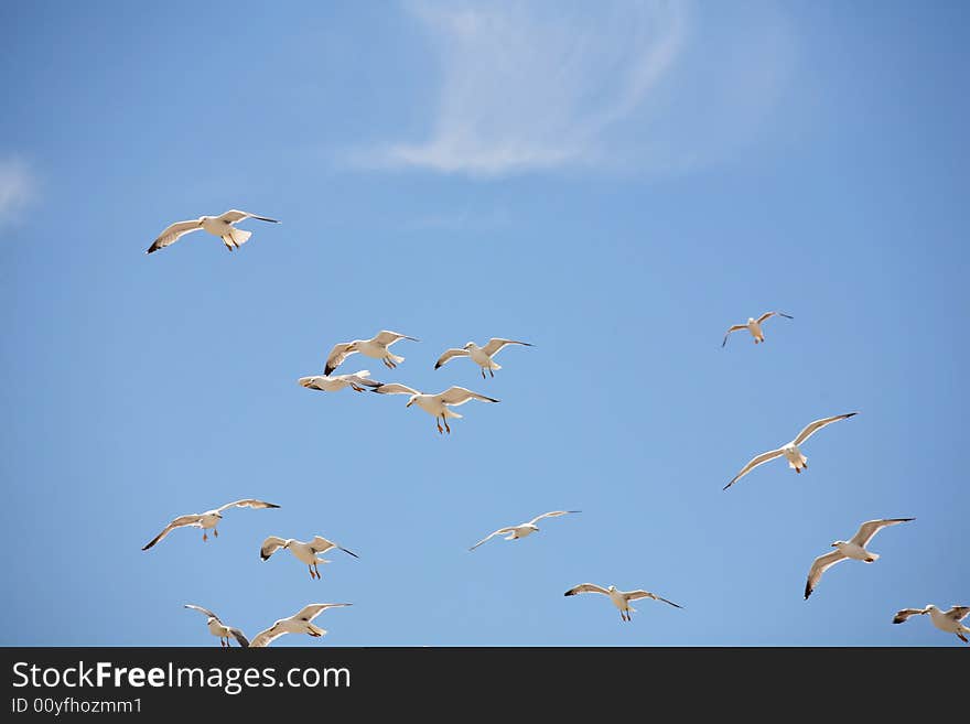 Seagull flight in a blue sky