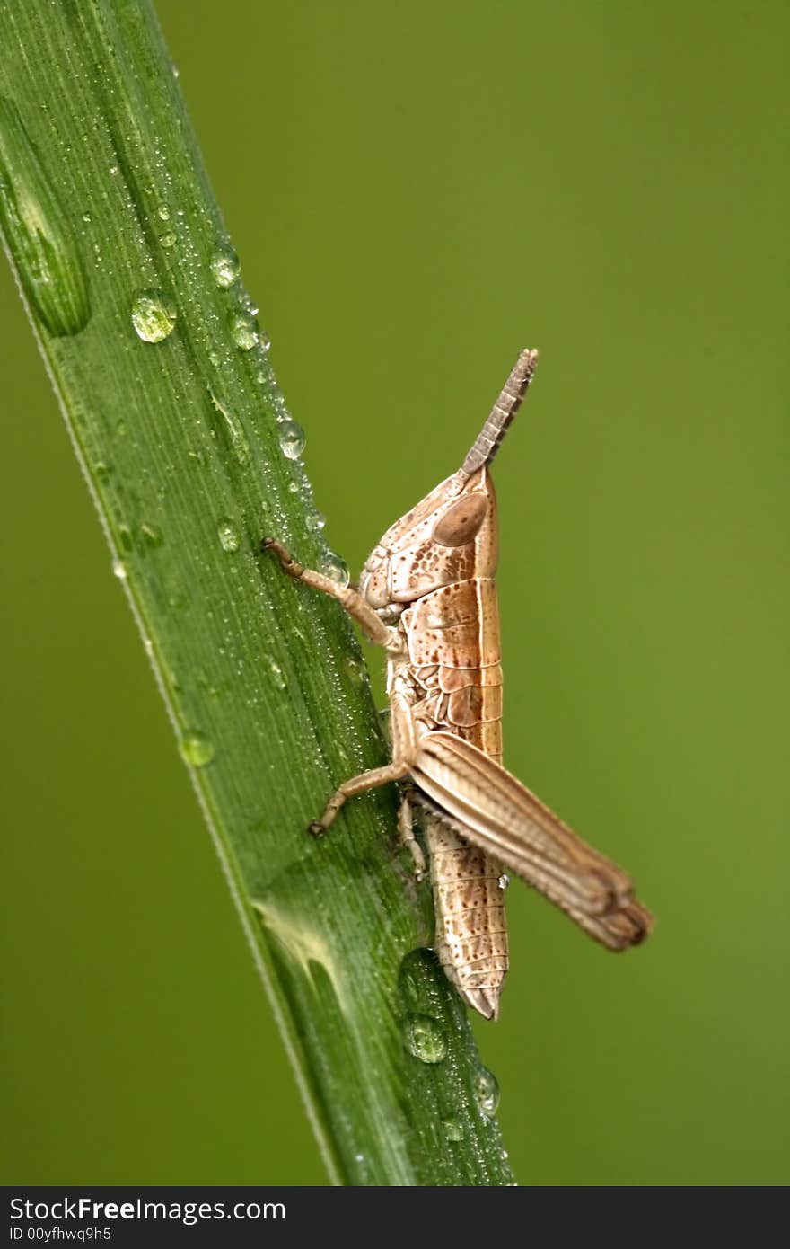 Closeup Of Locust With Dew