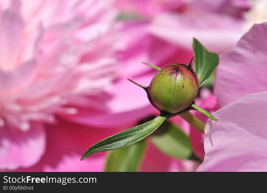 Pink Peony on green background