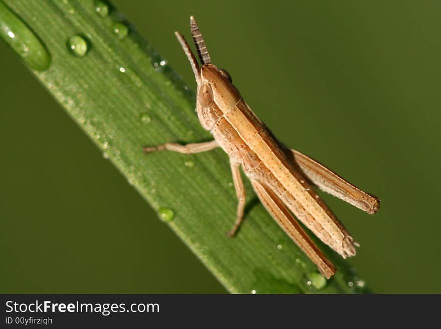 Closeup of locust with drops of dew. Closeup of locust with drops of dew