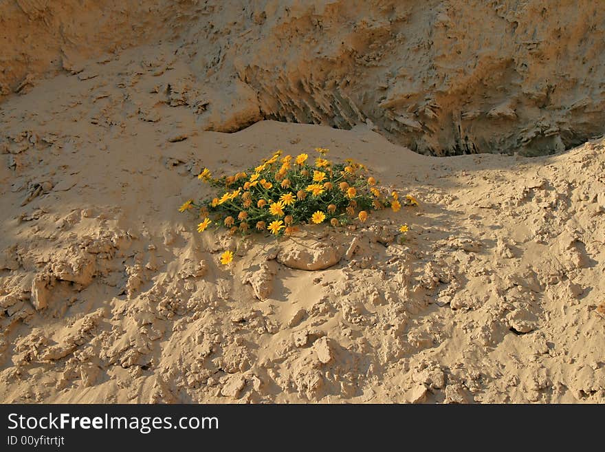 Among sand