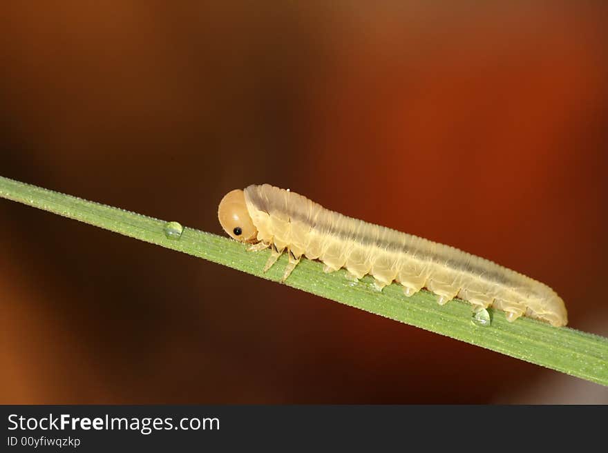 Closeup of small caterpillar