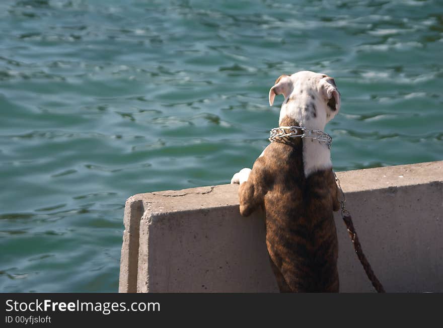 Doggy wants to swim in big ocean. Doggy wants to swim in big ocean