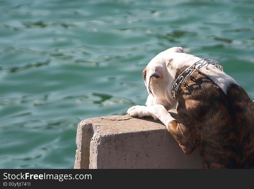 Dog on leash