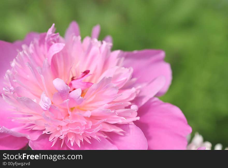 Pink Peony on green background