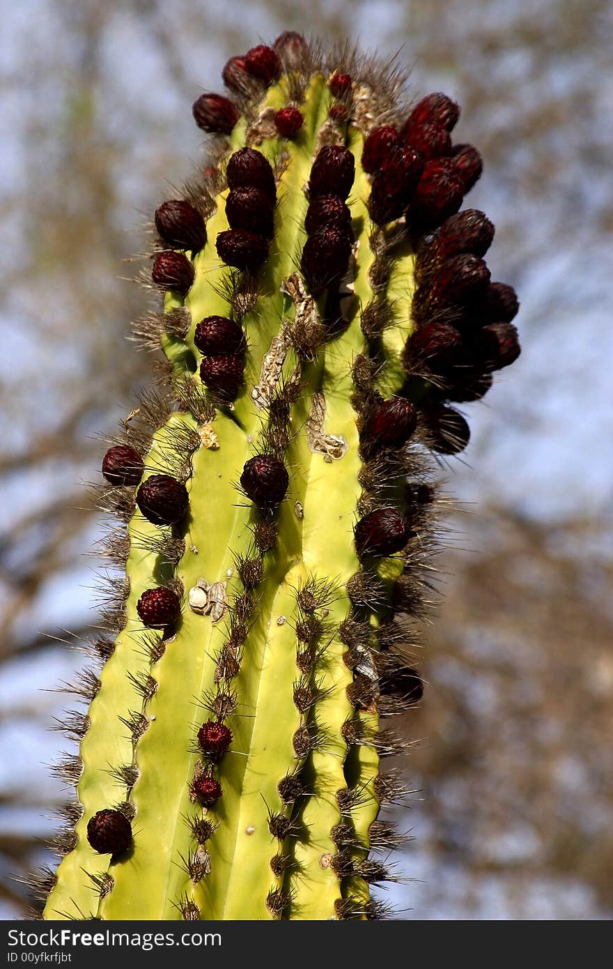 Cactus