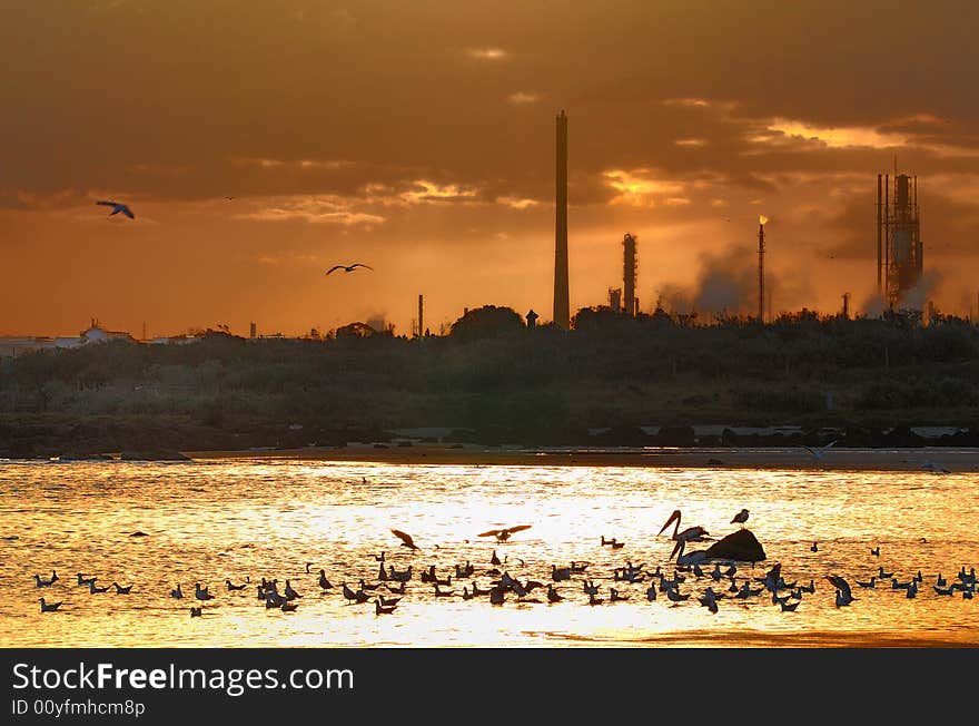 A harnomy scene in williamstown melbourne with heaps of water birds and factory operating at the far background. A harnomy scene in williamstown melbourne with heaps of water birds and factory operating at the far background