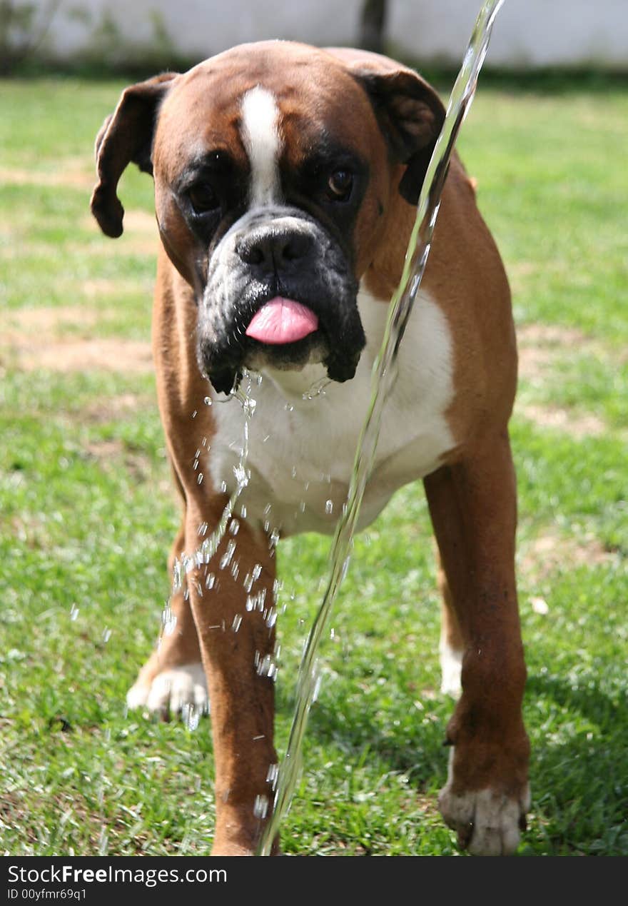 Funny dog boxer is playing with the water. Sweet puppy of boxer.