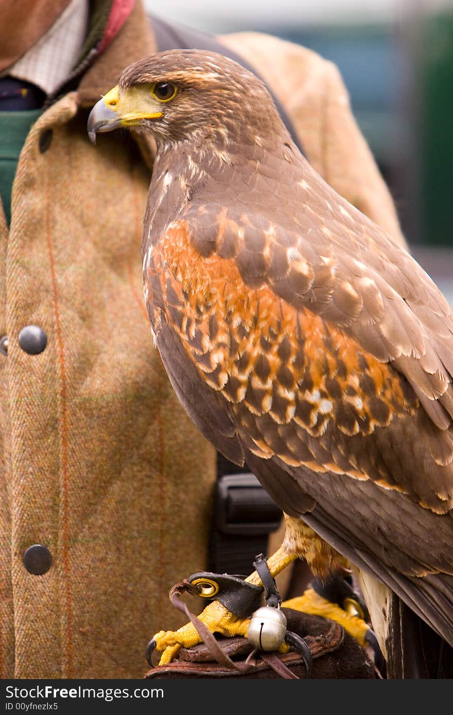 Harris Hawk on gauntlet