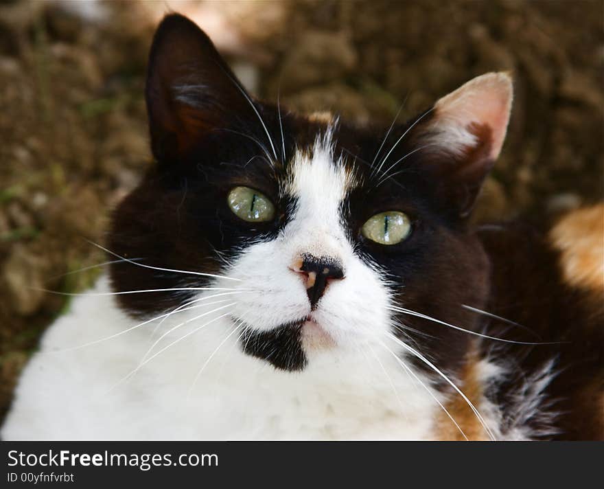 A beautiful female cat, with three colours. A beautiful female cat, with three colours