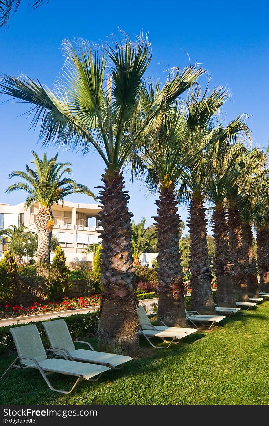 Palms and chairs