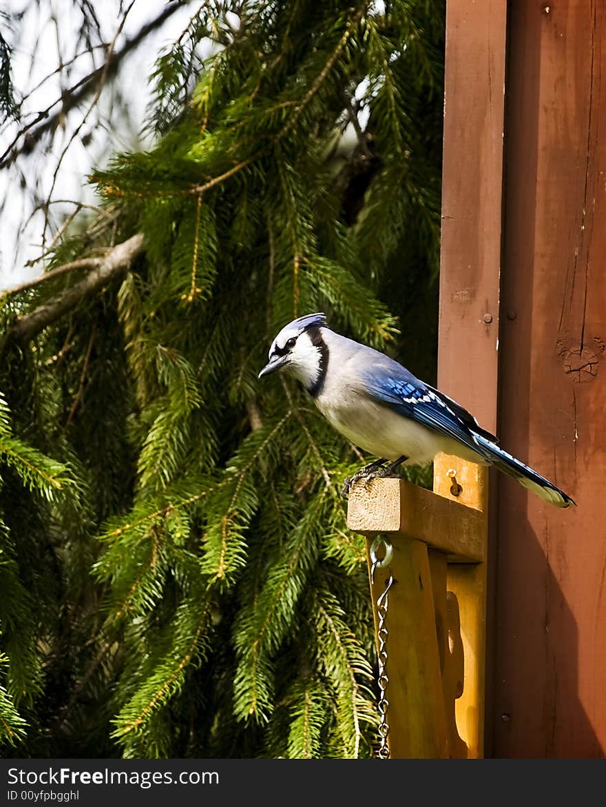 Blue Jay sitting on plant hanger