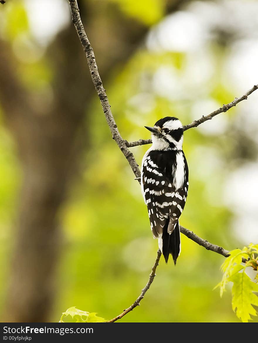 Downy Woodpecker