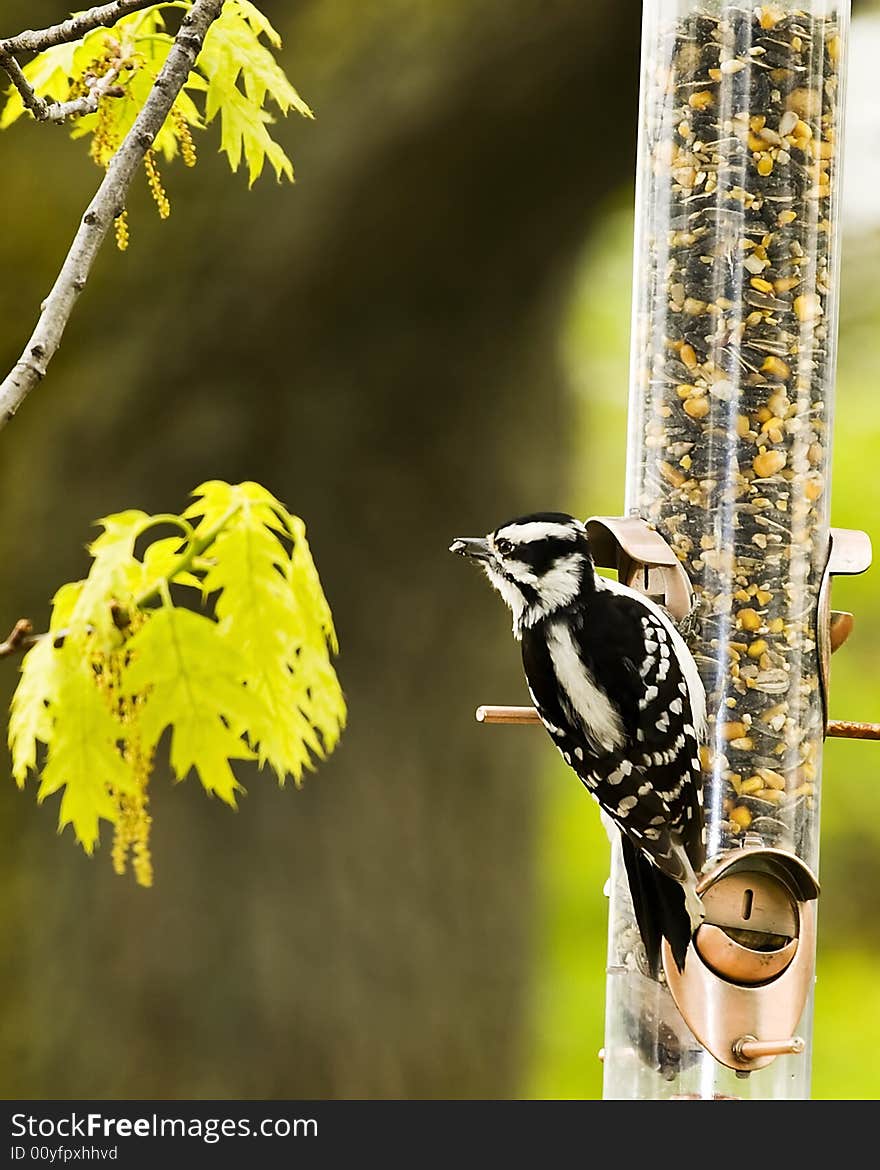 Downy Woodpecker at Feeder