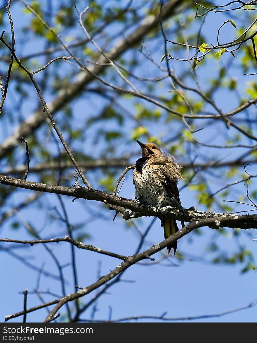 Northern Flicker 2