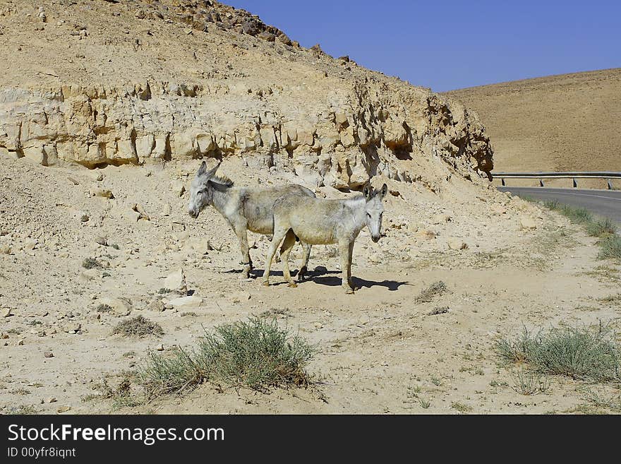 Donkeys in Judean desert