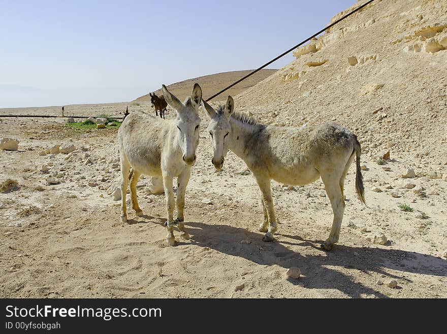 Donkeys In Judean Desert