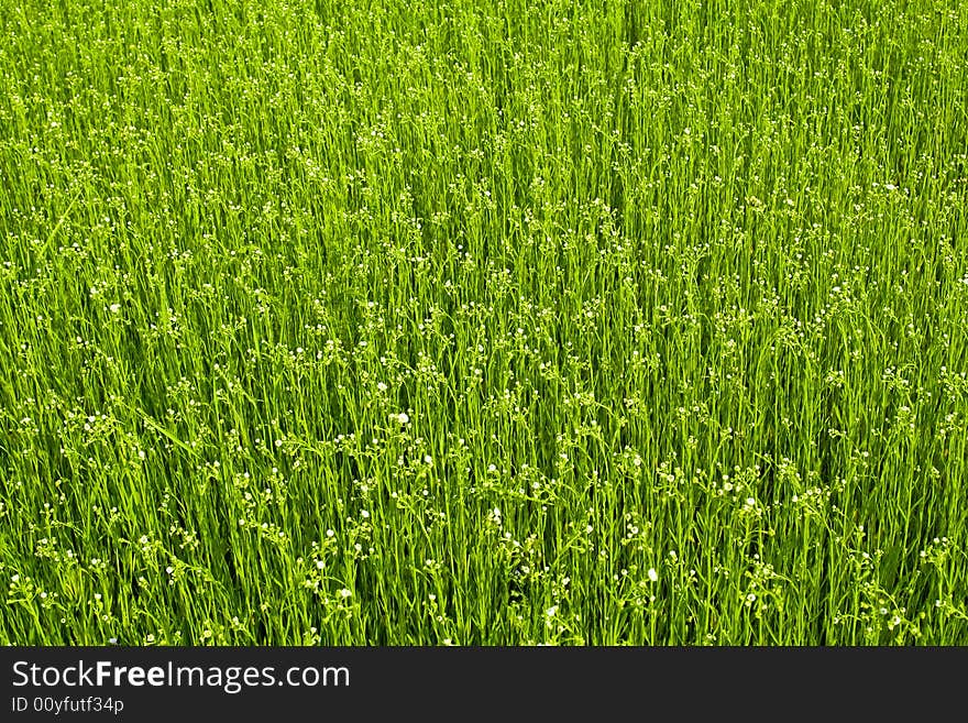 Green blossoming meadow early summer. Green blossoming meadow early summer