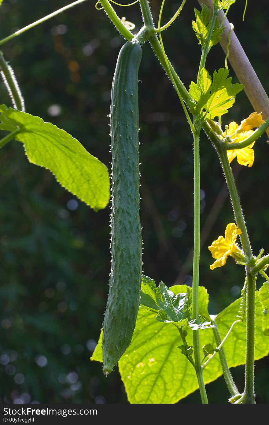 A cucumber or gherkin is growing with some leaves and flowers