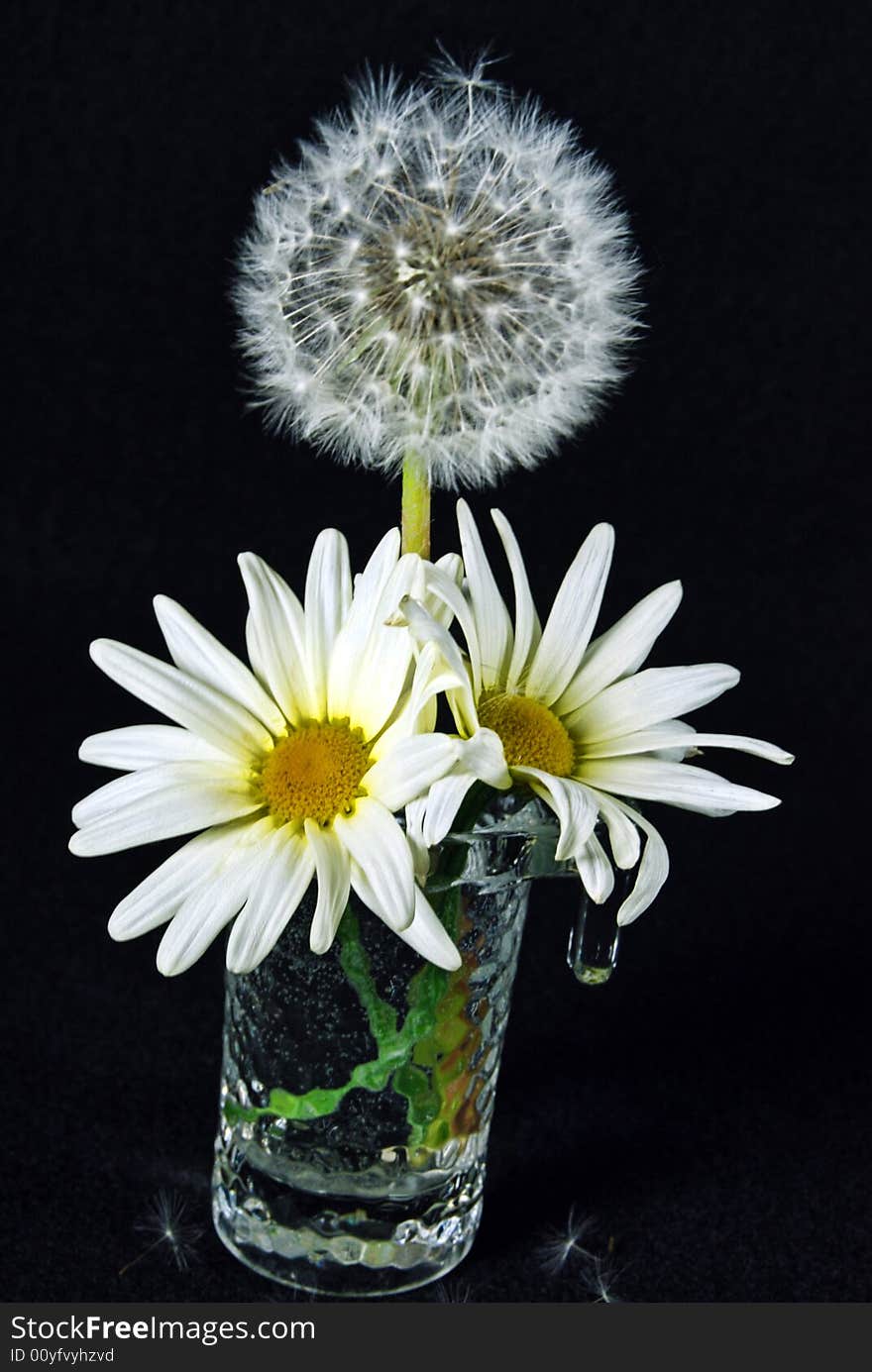 A fluffy dandelion with summer daisies. A fluffy dandelion with summer daisies.