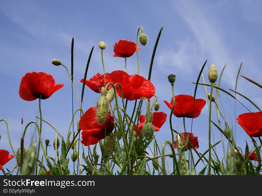 Red poppy on background sky