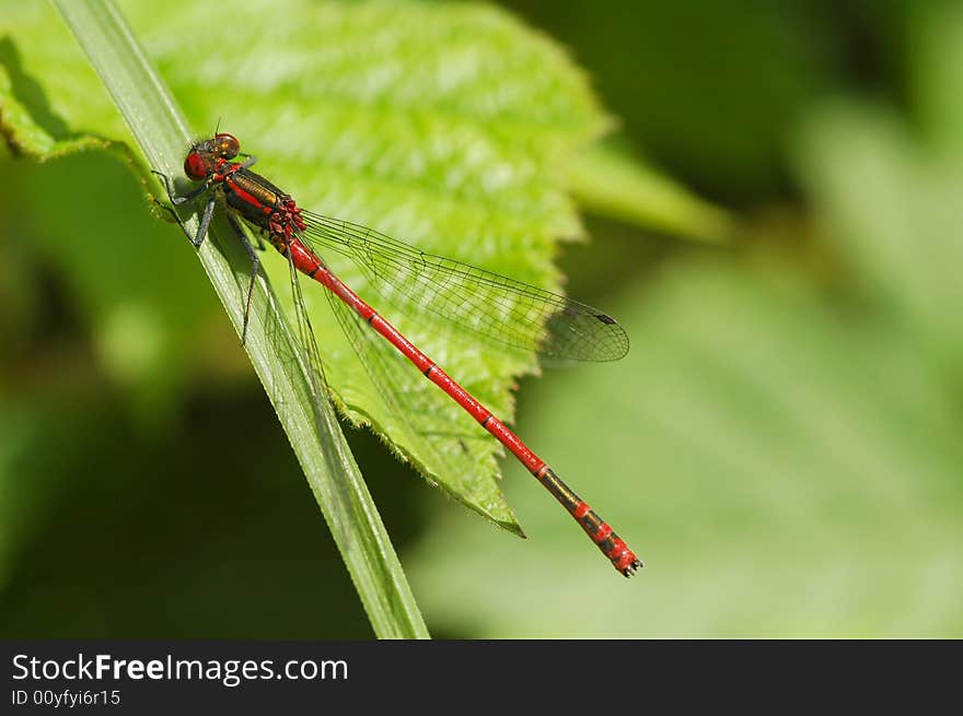 Delicate red damselfly on vegetation. Delicate red damselfly on vegetation