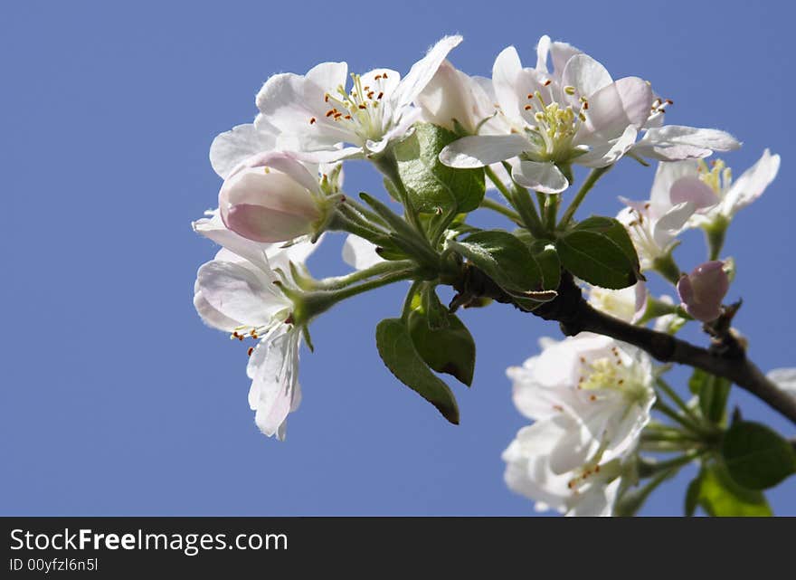 Flowerses cherrieses on background sky