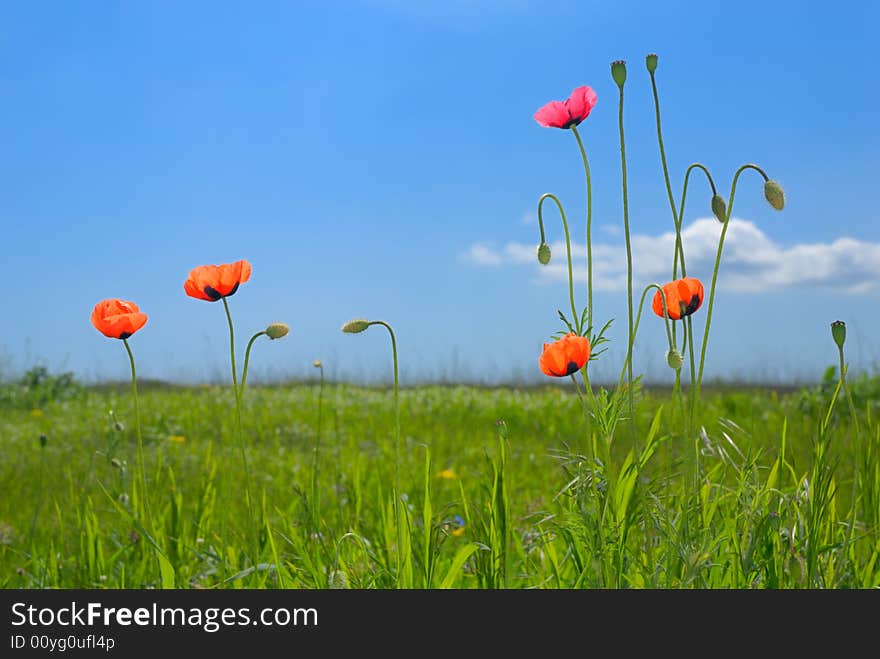 Field With Poppies