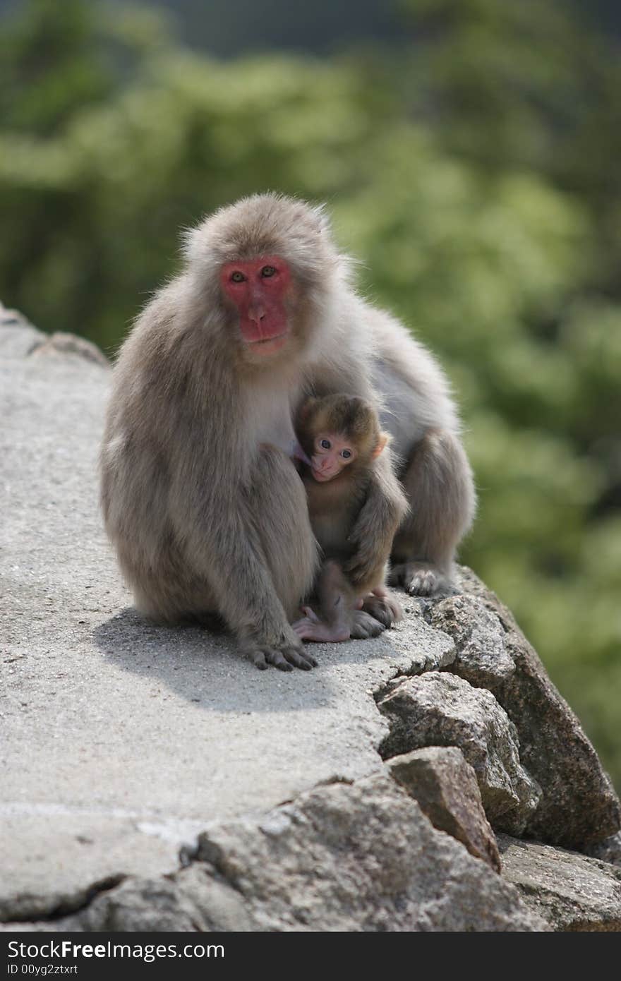 Wild breastfeeding monkey, Miyajima, Japan.