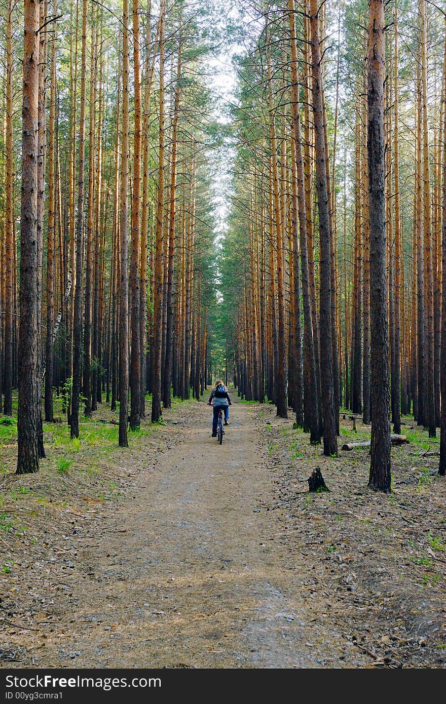 Woman Is Cycling In Pine Forest