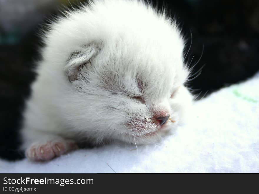 Grey Kitten 3 Days Old